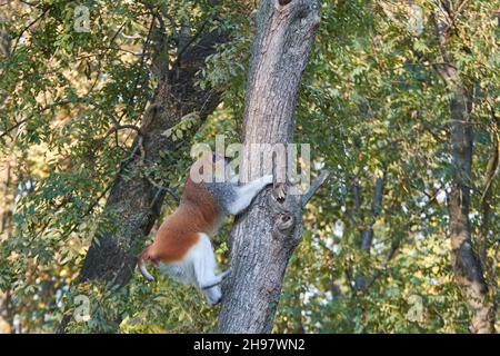 La scimmia comune di patas (Erythrocebus patas), la scimmia wadi o la scimmia hussar che sale su un albero Foto Stock