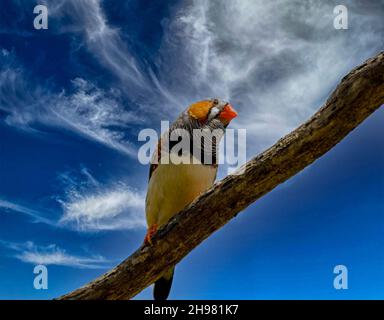 Zebra Finch su un ramo d'albero contro il cielo blu Foto Stock