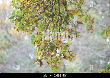 Branche di un oaktree nei colori autunnali da vicino Foto Stock