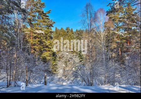 Paesaggio invernale nella soleggiata foresta sempreverde di conifere. Fiaba di inverno legno russo. Pini verdi, spruces, abeti con soffice neve coperta. FR Foto Stock