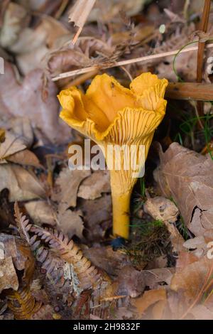 Funghi di Chanterelle arancione, Cantharellus cibarius, Growing Wild nel New Forest UK Foto Stock