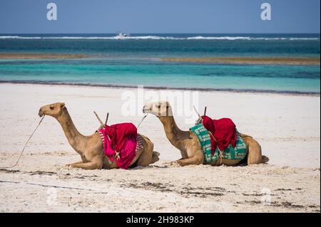 Un paio di cammelli che riposano sulla spiaggia di sabbia bianca con l'oceano Indiano sullo sfondo, Diani, Kenya Foto Stock
