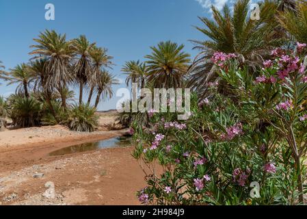 Nel deserto del Sahara in Marocco. Un'oasi nei pressi di erg chebbi. Le palme e gli oleandri crescono vicino ad un'acquedotto coperto di piante acquatiche Foto Stock