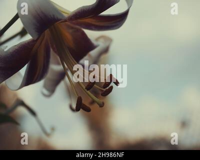 Un grande fiore di giglio preso in primo piano. Un bel fiore su uno sfondo sfocato. Foto Stock