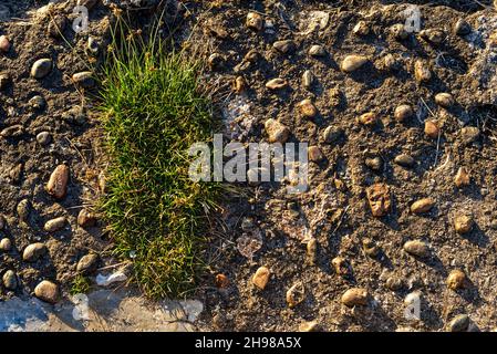 Primo piano struttura di pietre piazzate con cemento. Salvador, Bahia, Brasile. Foto Stock