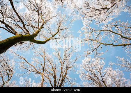 Vista dal basso su alberi innevati d'inverno nel cielo blu. Rametti di gelata con rametti di hoarfrost in una giornata di sole. Fotografia di paesaggio Foto Stock