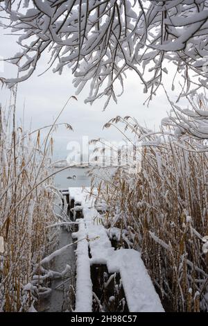 Solo cigno nuota nell'acqua del lago d'inverno in tempo di alba. Molo di legno coperto di neve e di frosty canna e rami di albero in primo piano. Fotografia di paesaggio Foto Stock