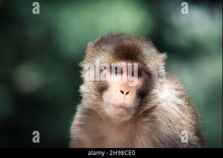 Ritratto di una scimmia macaque Rhesus (Macaca mulatta) su sfondo verde foresta, India. Fotografia animale Foto Stock