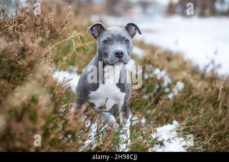 Cucciolo Blue American Staffordshire Terrier Foto Stock