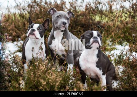 Tre cani, due Boston Terrier e un cucciolo blu Staffordshire Terrier Foto Stock