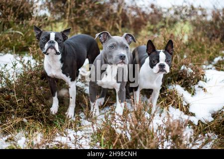 Tre cani, due Boston Terrier e un cucciolo blu Staffordshire Terrier Foto Stock