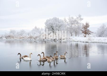 La famiglia dei cigni nuota nell'acqua del lago d'inverno in tempo di alba. Cigno bianco adulto e piccoli pulcini grigi in acqua ghiacciata la mattina. Frosty alberi nevosi sullo sfondo. Fotografia animale Foto Stock