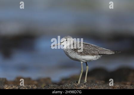 Greenshank è una specie riproduttiva piuttosto rara nel Regno Unito (Scozia). Un centinaio di razze sulle brughiere delle Ebridi esterne + Mainland nord Regno Unito. Foto Stock