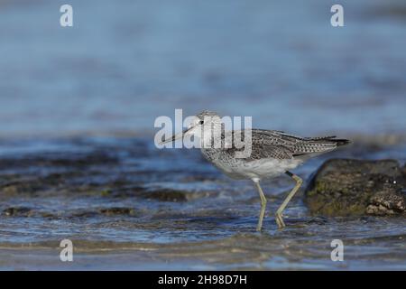 Greenshank è una specie riproduttiva piuttosto rara nel Regno Unito (Scozia). Un centinaio di razze sulle brughiere delle Ebridi esterne + Mainland nord Regno Unito. Foto Stock