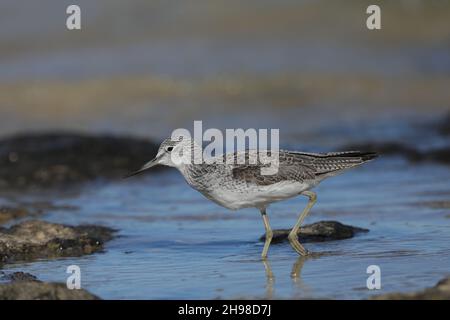 Greenshank è una specie riproduttiva piuttosto rara nel Regno Unito (Scozia). Un centinaio di razze sulle brughiere delle Ebridi esterne + Mainland nord Regno Unito. Foto Stock