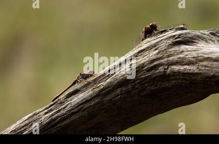 L'unico rosso più scuro con gambe completamente nere e maschi hanno una punta clubed all'addome. Il Ruddy Darter è comune nel se d'Inghilterra Foto Stock