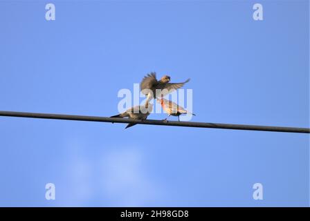 Tre piccoli sparrows carini appollaiati su un filo contro il cielo blu Foto Stock