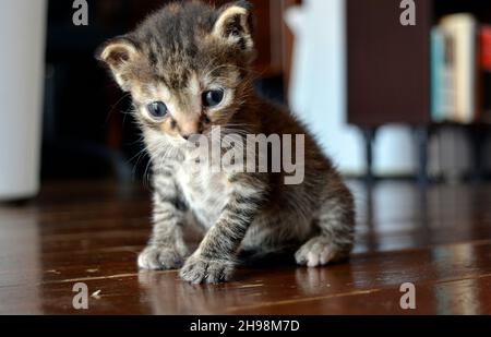 carino gattino sdraiato sotto un grande cuscino Foto Stock