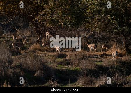 Le gazzelle di montagna che si erodono nella Valle di Gazelle descrisero come la prima riserva naturale urbana di Israele chiamata per un gregge di gazzelle della sottospecie Gazella che vivono in questa zona situata nel cuore di Gerusalemme, Israele Foto Stock