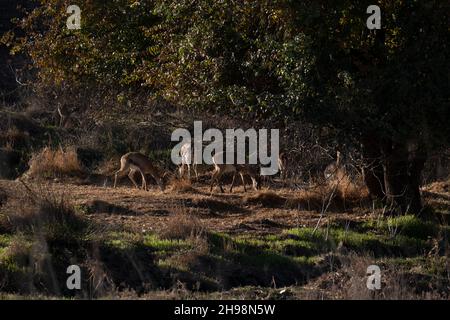 Le gazzelle di montagna che si erodono nella Valle di Gazelle descrisero come la prima riserva naturale urbana di Israele chiamata per un gregge di gazzelle della sottospecie Gazella che vivono in questa zona situata nel cuore di Gerusalemme, Israele Foto Stock