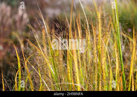 Panicum Virginatum 'Northwind' (erba alta switch) in autunno nel giardino del Regno Unito Foto Stock