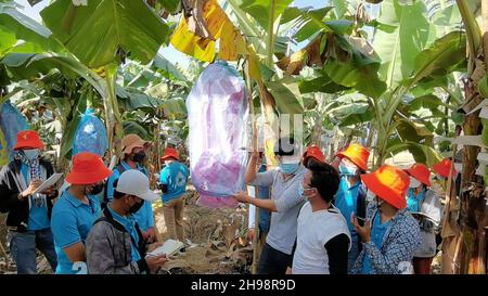 (211205) -- PHNOM PENH, 5 dicembre 2021 (Xinhua) -- studenti cambogiani dell'agricoltura visitano un frutteto di banane nella provincia di Kratie, Cambogia il 4 dicembre 2021. Domenica si è concluso un workshop di formazione organizzato dalla Cina per una settimana sulle tecnologie standardizzate di produzione delle banane per gli studenti cambogiani dell'agricoltura. Durante il corso, più di 50 studenti hanno partecipato sia a studi teorici che a viaggi sul campo in diversi frutteti tropicali. PER ANDARE CON "Feature: Gli esperti cinesi aiutano a formare gli studenti cambogiani sulla produzione standardizzata di banane" (Chen Qisheng/Handout via Xinhua) Foto Stock