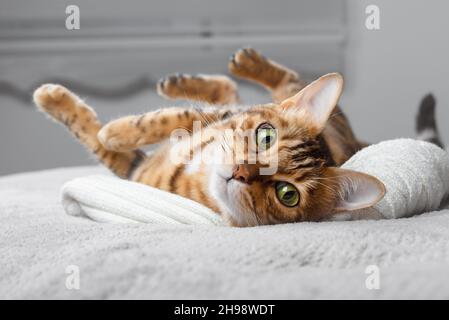 Gatto bengala carino sdraiato a letto. Il morbido animale domestico si è sistemato giù per dormire confortevolmente. Sfondo accogliente casa con divertente animale domestico. Foto Stock