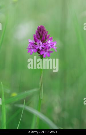 Anacamptis piramidalis, Orchidea piramidale a Grassland, Kent, Regno Unito Foto Stock