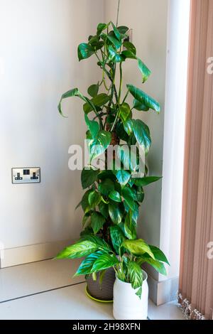 Epipremnum aureum / Devils Ivy / Pothos casa pianta in un vaso Foto Stock