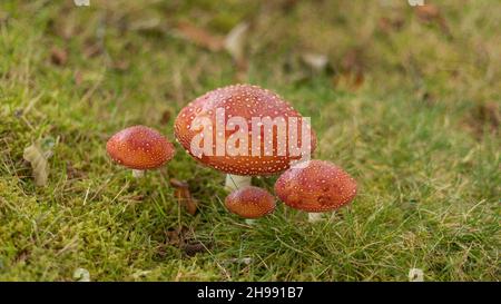 Rosso con macchie di funghi bianchi in un campo opn un pezzetto di erba Foto Stock