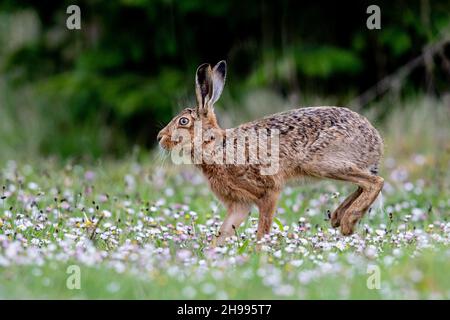Una Hare marrone di colore impressionante che corre attraverso un prato di farfalle gialle e margherite bianche. Suffolk, Regno Unito Foto Stock