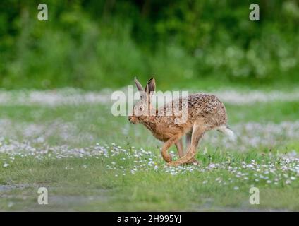 Una Hare marrone di colore impressionante che corre attraverso un prato di margherite bianche. Suffolk, Regno Unito Foto Stock