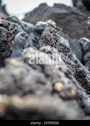 Iguana marina sull'isola di Santiago nel Parco Nazionale di Galapagos, Ecuador. L'iguana marina si trova solo sulle isole Galapagos. Animali endemici Foto Stock