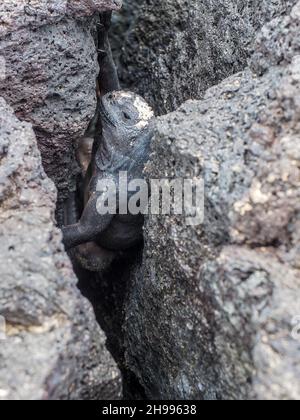 Iguana marina sull'isola di Santiago nel Parco Nazionale di Galapagos, Ecuador. L'iguana marina si trova solo sulle isole Galapagos. Animali endemici Foto Stock