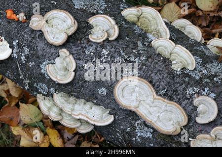 Cerrena unicolor, noto come poliporo labirinto di muschio, fungo selvatico dalla Finlandia Foto Stock