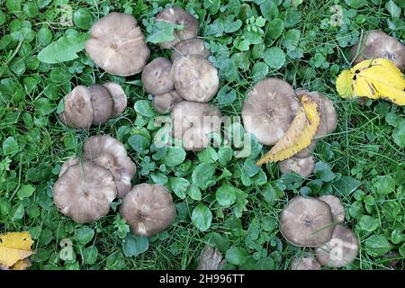 Lyophyllum decastes, conosciuto come il fungo di pollo fritto o domecap clustered, fungo selvatico dalla Finlandia Foto Stock
