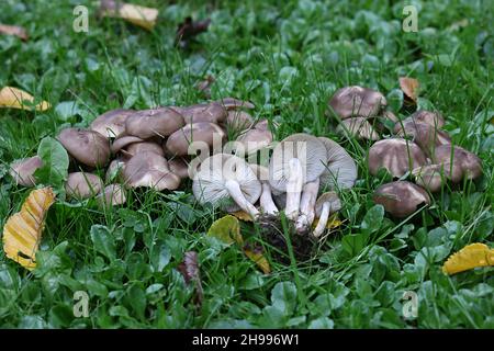 Lyophyllum decastes, conosciuto come il fungo di pollo fritto o domecap clustered, fungo selvatico dalla Finlandia Foto Stock