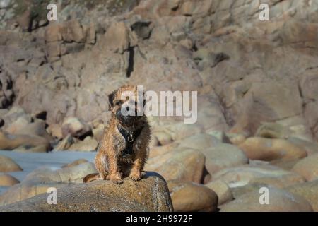 Un cane Terrier di confine seduto sulle rocce a Porth Nanven in una giornata di sole. Foto Stock