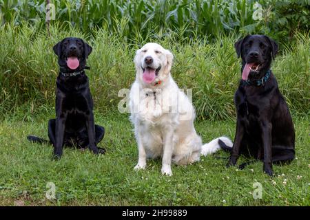 2 Black Labs e un English Cream Golden Retriever fare volti divertenti Foto Stock