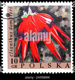 MOSCA, RUSSIA - 7 NOVEMBRE 2021: Francobollo stampato in Polonia mostra Clianthus dampieri, serie di fiori esotici, circa 1968 Foto Stock