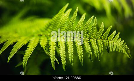 Dorso di foglia di felce verde, profondità di campo poco profonda. Messa a fuoco selettiva. Fotografia macro. Foto di alta qualità Foto Stock