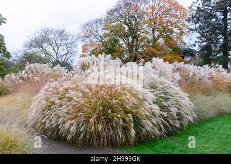 Grass Garden vista paesaggio a Kew Gardens nel novembre 2021 autunno Richmond Surrey Londra Inghilterra Gran Bretagna KATHY DEWITT Foto Stock