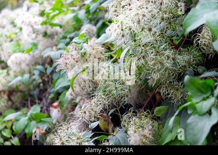 Clematis vitalba, Travellers Joy o Old Man's Beard Wild climbing pianta peloso piume soffice semi di fiori nel novembre Londra Inghilterra Regno Unito KATHY DEWITT Foto Stock