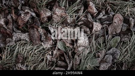 Sfondo da foglie secche ed erbe ricoperte di hoarfrost al mattino presto. Foto Stock