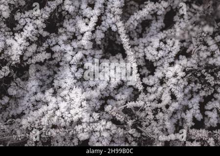 Gelo bianco su erba secca e foglie una mattina gelata. Foto Stock