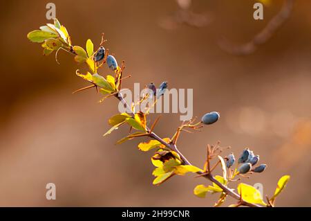 Berberis hispanica - il barbacca è un frutto della famiglia Berberidaceae e del genere Berberis. Foto Stock