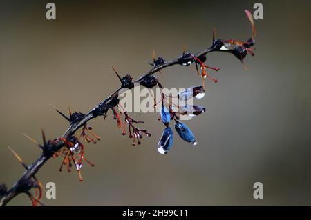 Berberis hispanica - il barbacca è un frutto della famiglia Berberidaceae e del genere Berberis. Foto Stock