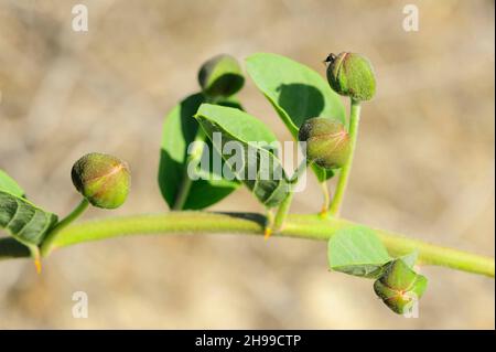 Capparis spinosa - il cappero, è una pianta di arbustia con germogli commestibili. Foto Stock