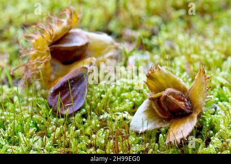 Faggio (fagus sylvatica), da vicino che mostra i frutti caduti o i dadi dell'albero che poggiano su muschio. Foto Stock