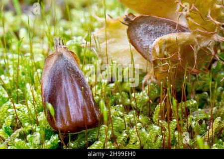 Faggio (fagus sylvatica), da vicino che mostra i frutti caduti o i dadi dell'albero che poggiano su muschio. Foto Stock